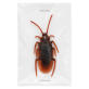TOY COCKROACH image 2